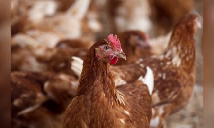 تزايد أعداد الإصابات بأنفلونزا الطيور رغم الإغلاق الوطني: كيف يمكن أن يحدث هذا