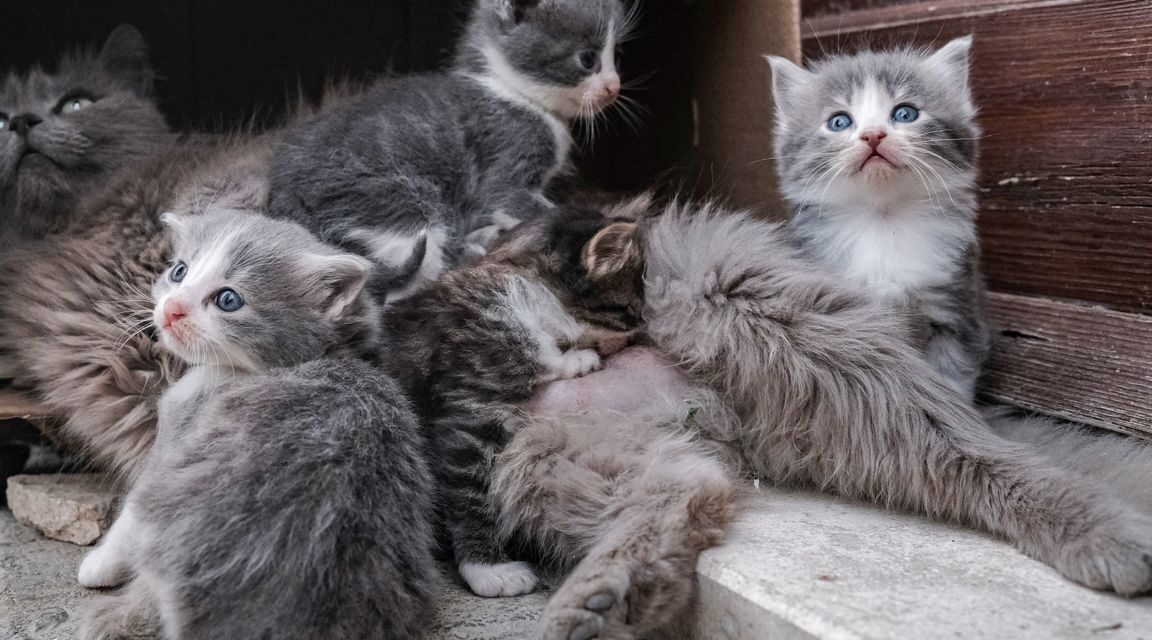 على أصحاب القطط توخي الحذر: لأول مرة يتم تأكيد وفاة قطط بسبب عدوى أنفلونزا الطيور