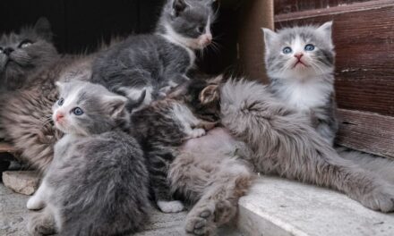 على أصحاب القطط توخي الحذر: لأول مرة يتم تأكيد وفاة قطط بسبب عدوى أنفلونزا الطيور