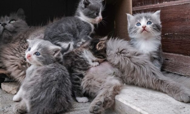 على أصحاب القطط توخي الحذر: لأول مرة يتم تأكيد وفاة قطط بسبب عدوى أنفلونزا الطيور