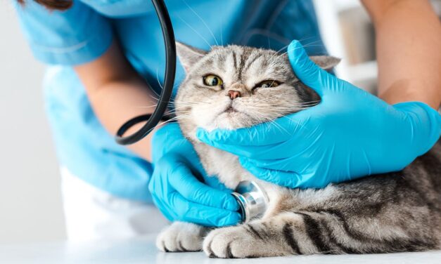 تطالب هيئة حماية المستهلكين بقواعد أكثر صرامة للأطباء البيطريين بسبب ارتفاع الأسعار