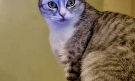 يخشى الخبراء من أن تكون ليلة رأس السنة هي الأعنف على الإطلاق: إليك أفضل الطرق لحماية حيوانك الأليف