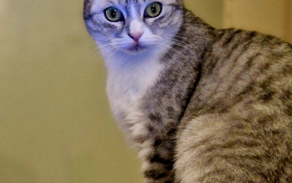 يخشى الخبراء من أن تكون ليلة رأس السنة هي الأعنف على الإطلاق: إليك أفضل الطرق لحماية حيوانك الأليف