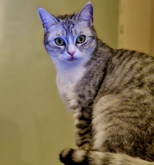 يخشى الخبراء من أن تكون ليلة رأس السنة هي الأعنف على الإطلاق: إليك أفضل الطرق لحماية حيوانك الأليف