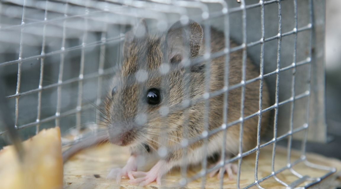 تم إغلاق المزيد من المطاعم والمقاهي بشكل عاجل بسبب انتشار الآفات