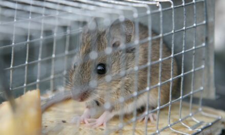 تم إغلاق المزيد من المطاعم والمقاهي بشكل عاجل بسبب انتشار الآفات