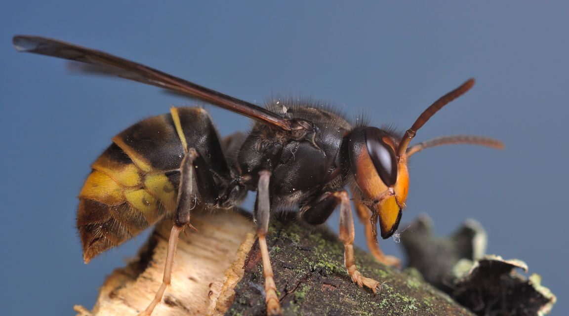 مقاطعة أوتريخت تتخلى عن معركتها ضد الدبور الآسيوي