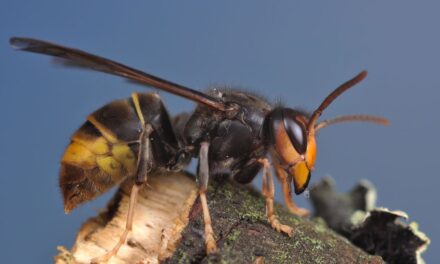 مقاطعة أوتريخت تتخلى عن معركتها ضد الدبور الآسيوي