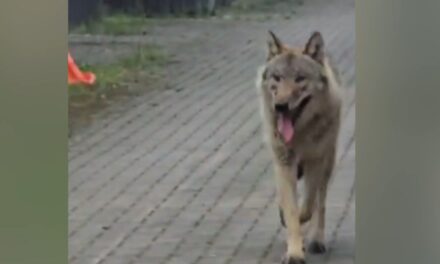 ظهور ذئب خلال امتحان ركوب الدراجات لتلاميذ المدارس الابتدائية في هينغيلو