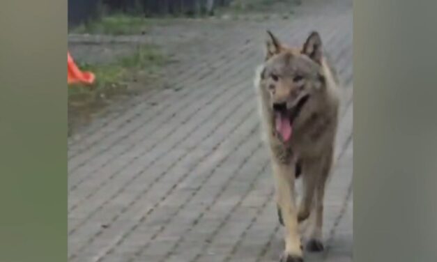 ظهور ذئب خلال امتحان ركوب الدراجات لتلاميذ المدارس الابتدائية في هينغيلو