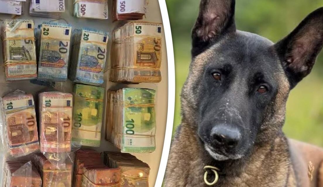 كلب الشرطة “مونستر” يعثر على حقيبة تحتوي على 700 ألف يورو في باريندريخت