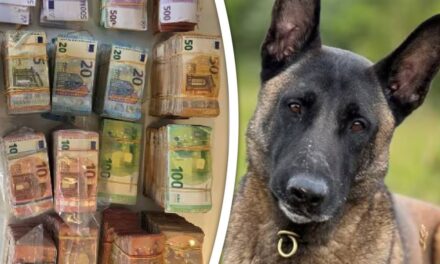 كلب الشرطة “مونستر” يعثر على حقيبة تحتوي على 700 ألف يورو في باريندريخت