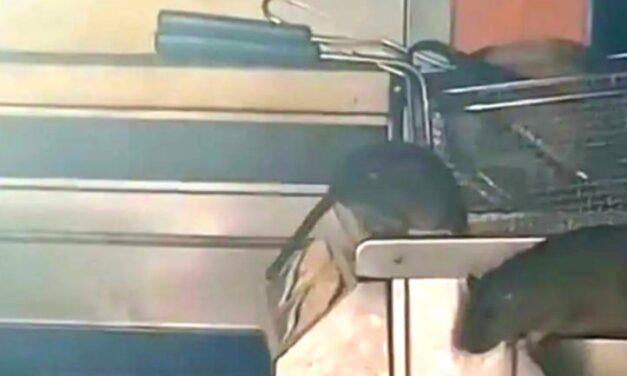 هيئة الغذاء تغلق مطعماً في شارع يافاسترات بأمستردام بسبب انتشار الفئران