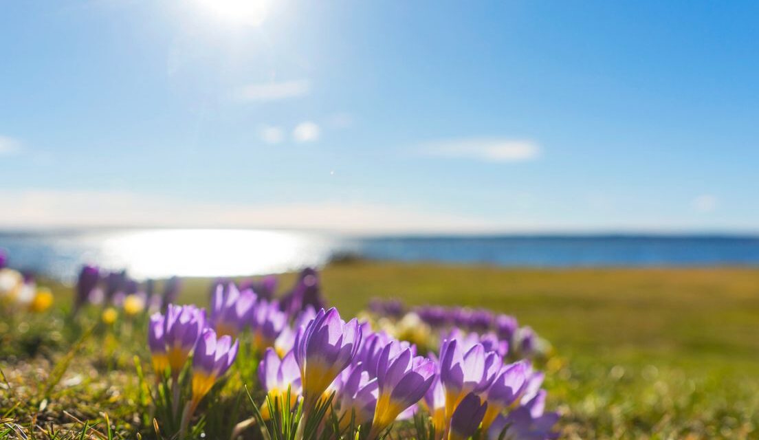 أيام ربيعية مشمسة هذا الأسبوع: “قد تصل الحرارة إلى 20 درجة”