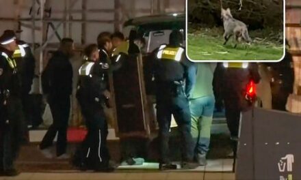 أطلقت الشرطة سراح الذئب الذي عض امرأة في وجهها وأصابها بجروح خطيرة في ألمانيا