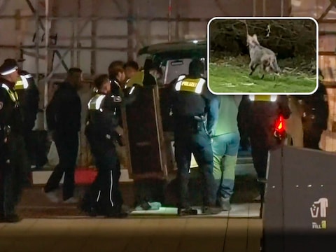 أطلقت الشرطة سراح الذئب الذي عض امرأة في وجهها وأصابها بجروح خطيرة في ألمانيا